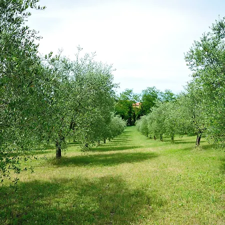 Al Colle